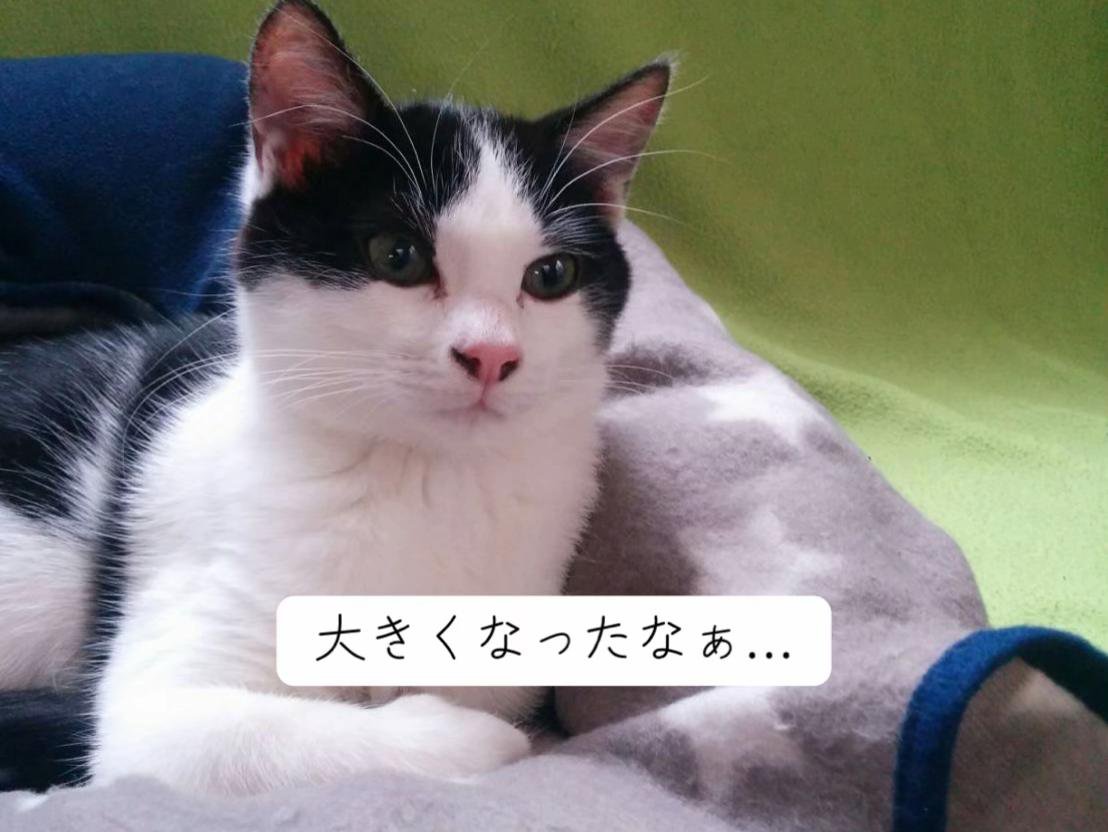 前を向いている猫