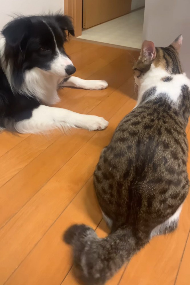向かい合う犬と猫