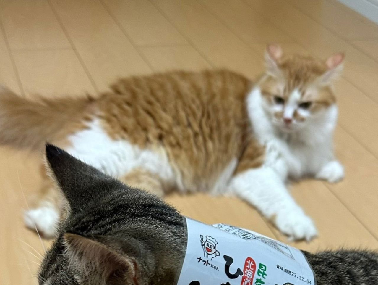 キジ白猫の首元