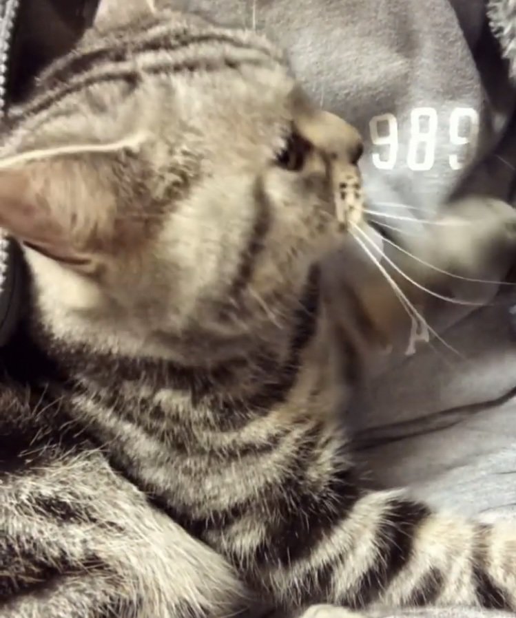 パパの胸に抱かれるアメリカンショートヘア