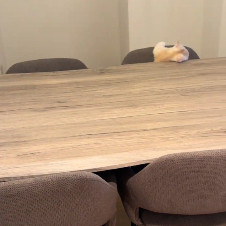 テーブルから落ちる猫