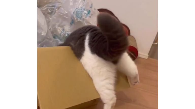 ダンボールに入ろうとしている猫