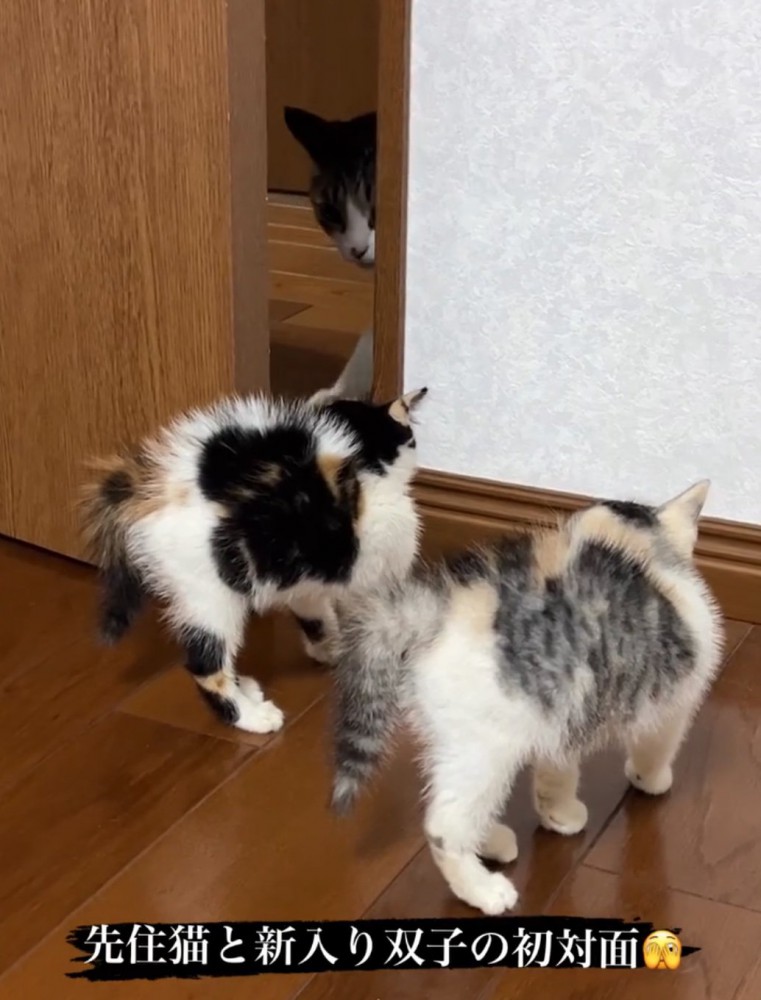 退散する猫