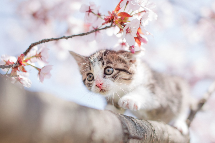 生後3ヶ月の子猫の育て方としつけのポイント