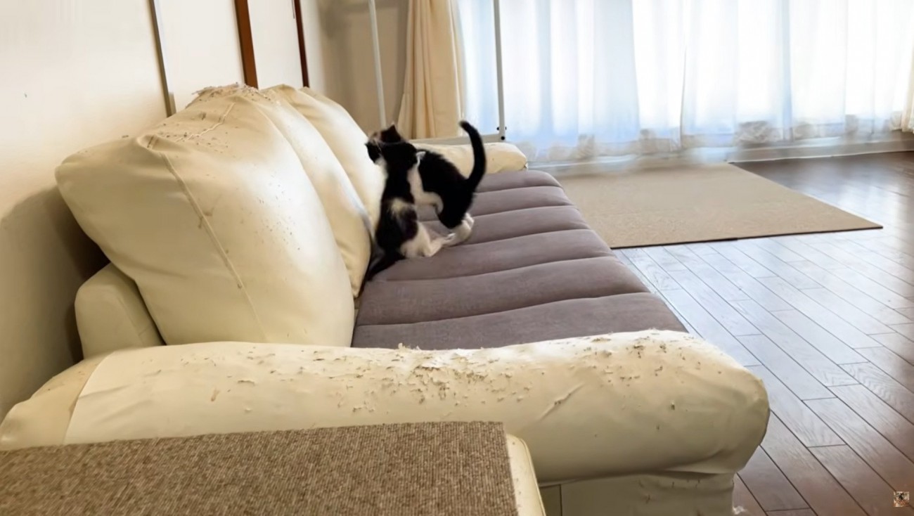 ソファの上で遊ぶ2匹の子猫