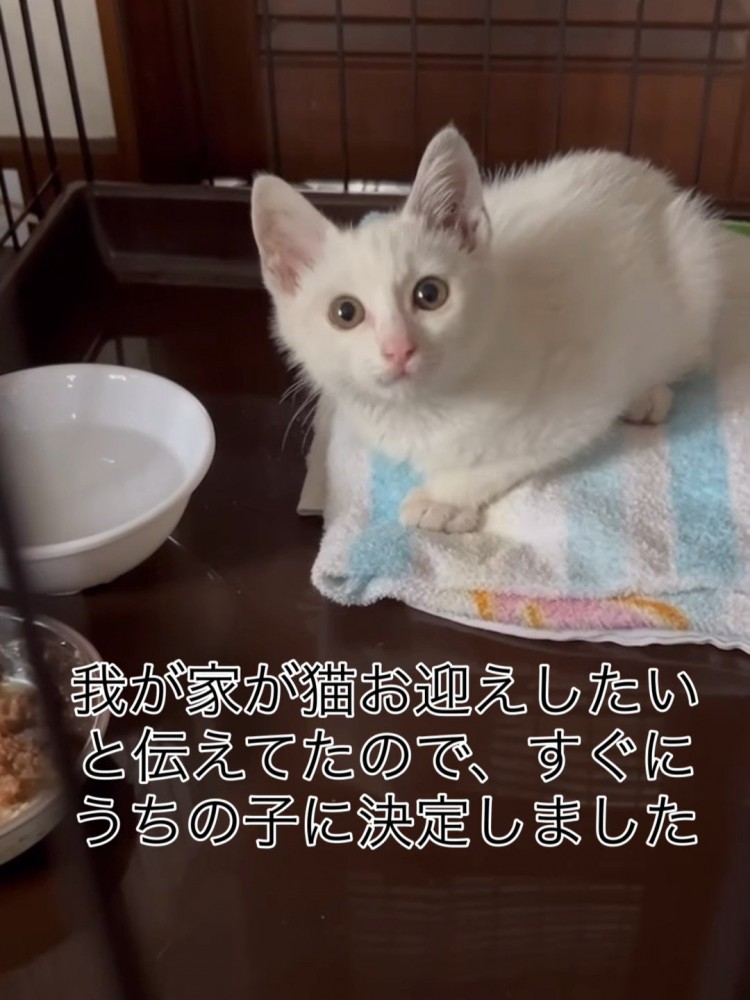 ケージの中で目を丸くする子猫