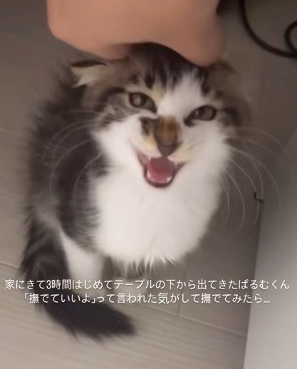 鳴き声を上げる子猫