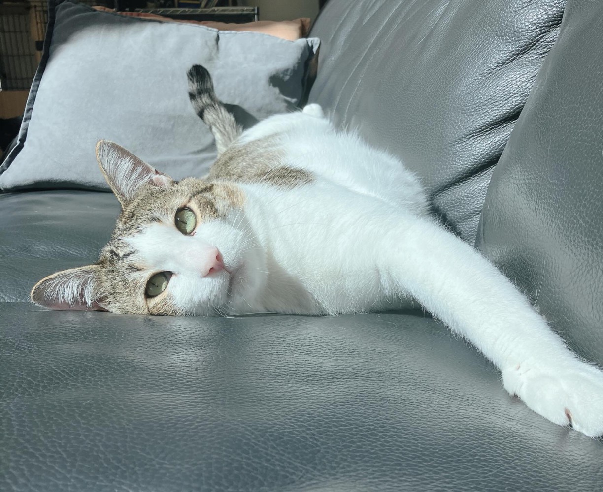 ソファーで横になる猫