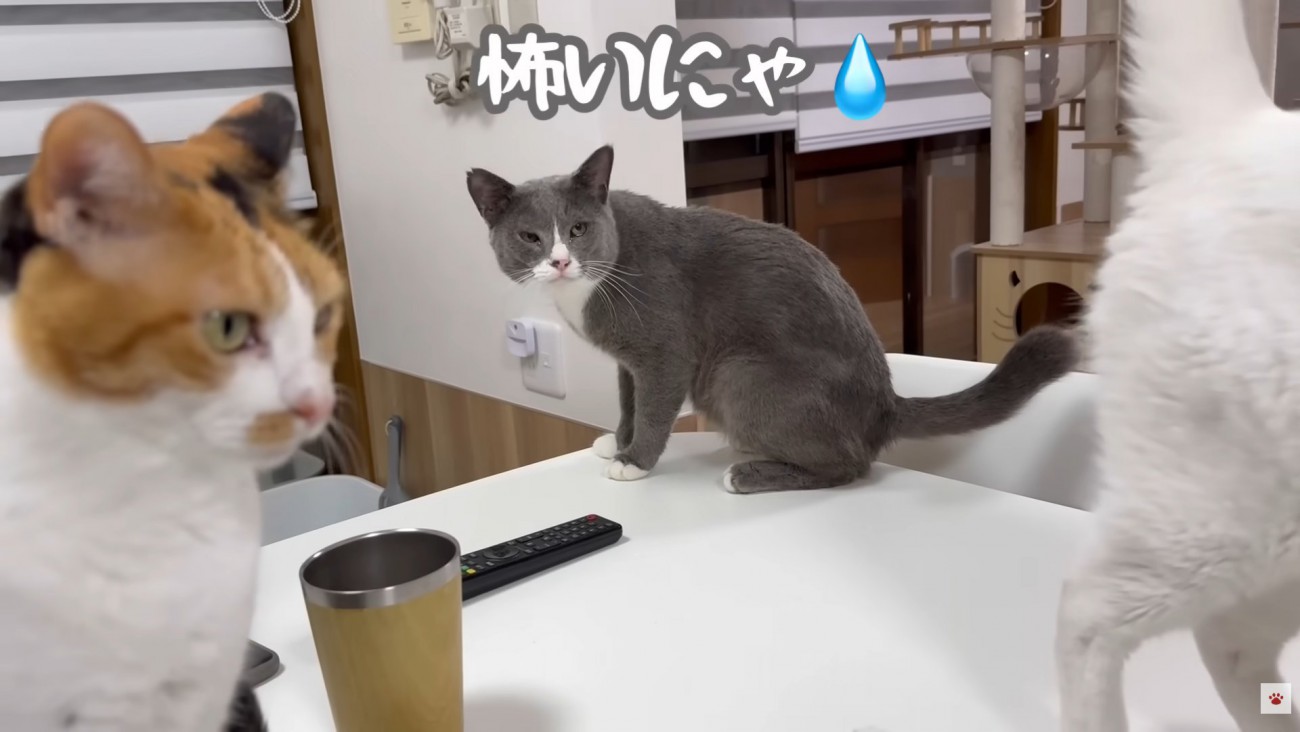 テロップ「怖いにゃ」