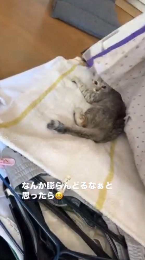 洗濯物の下に隠れている子猫
