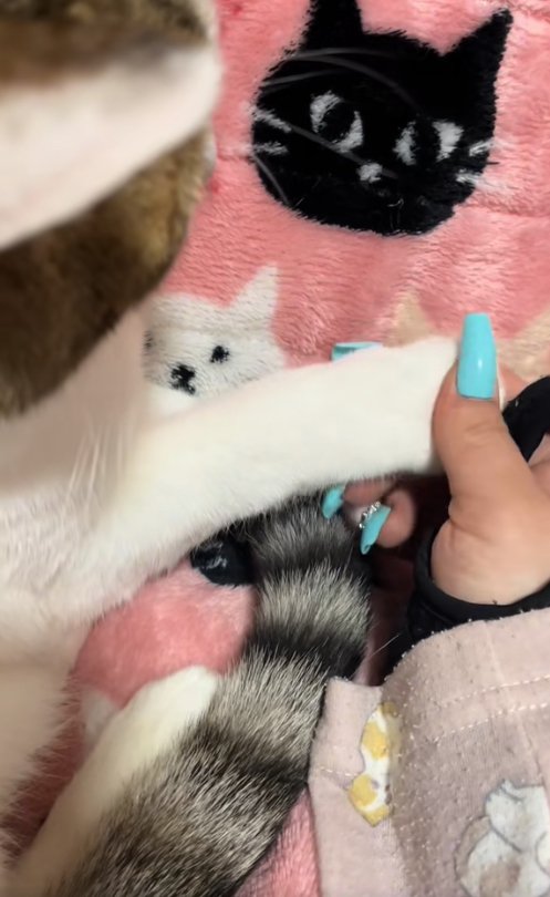 右前足を掴まれている猫