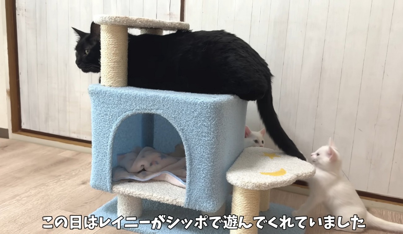 成猫のしっぽで遊ぶ子猫