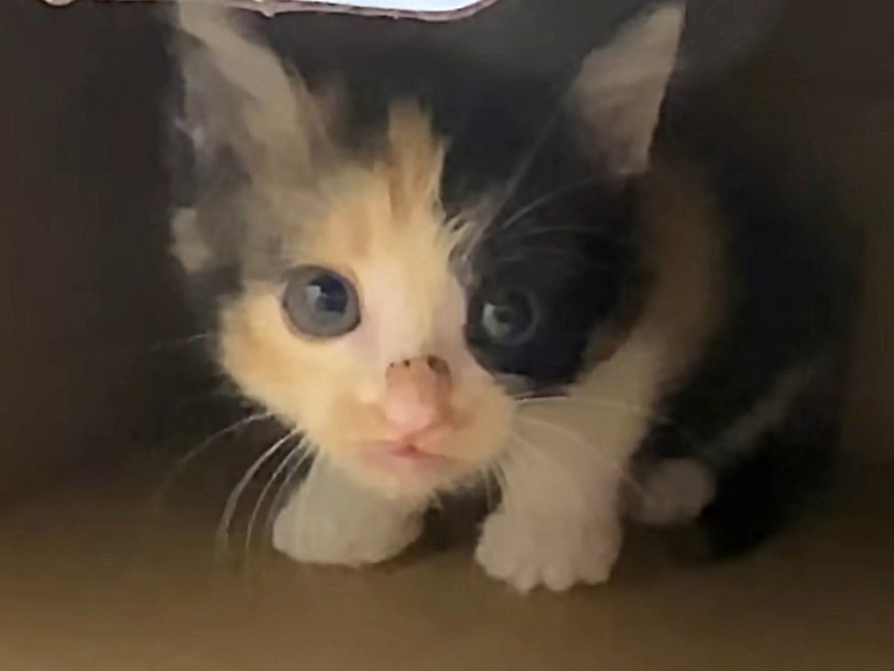 段ボールの中で警戒している三毛猫の子猫