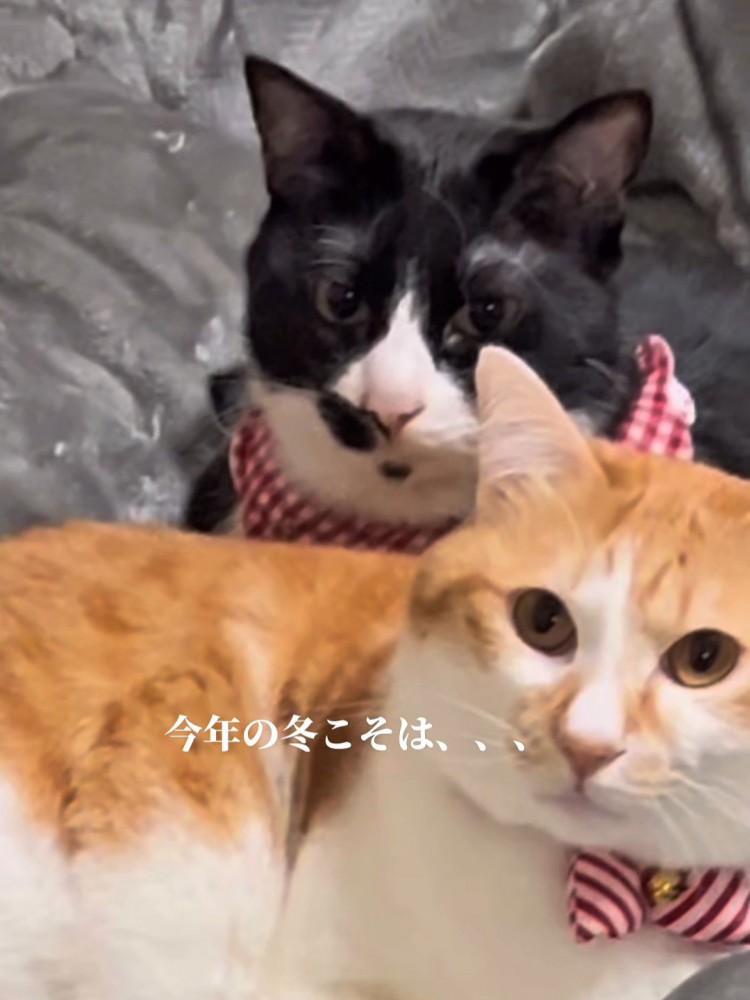 白黒と茶白の2匹の猫