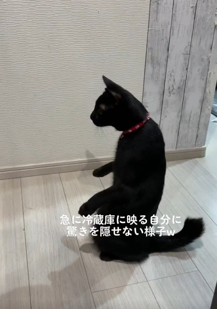 驚く猫