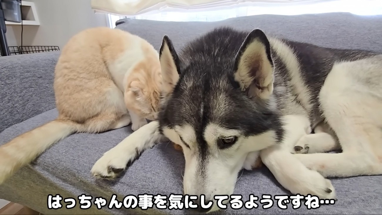 犬さんのにおいを嗅ぐ猫さん