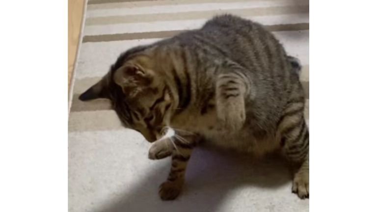 猫パンチしている猫