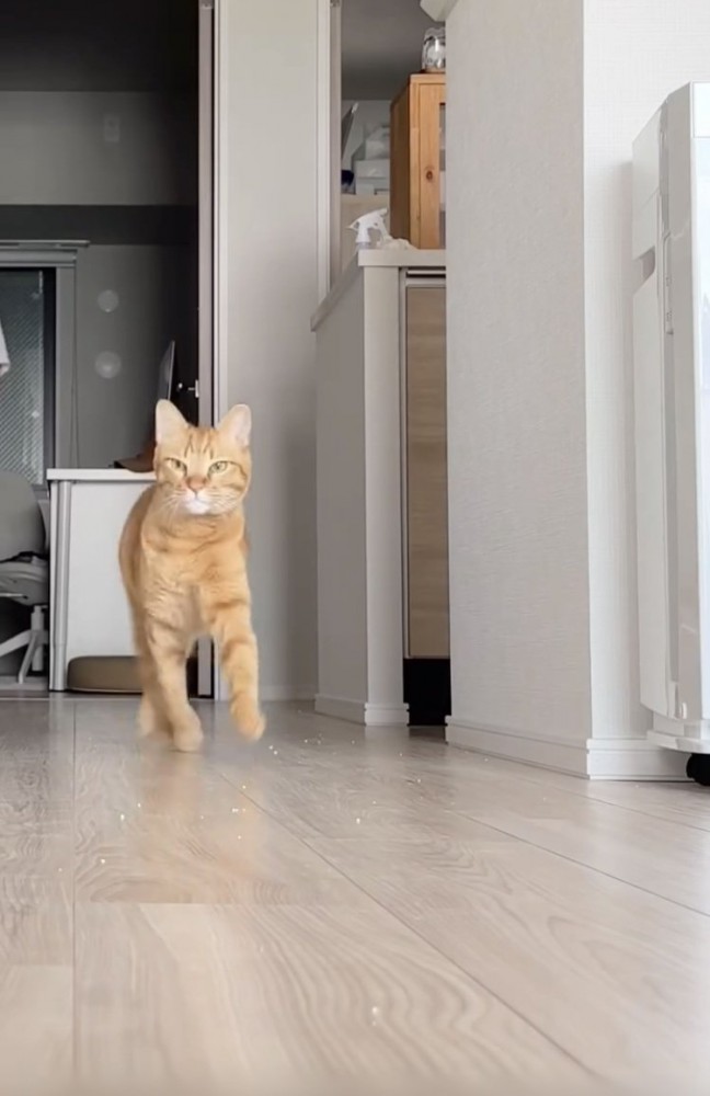 飼い主さんのほうに走ってくる茶トラ猫