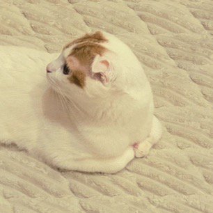 後ろを向いている猫の顔