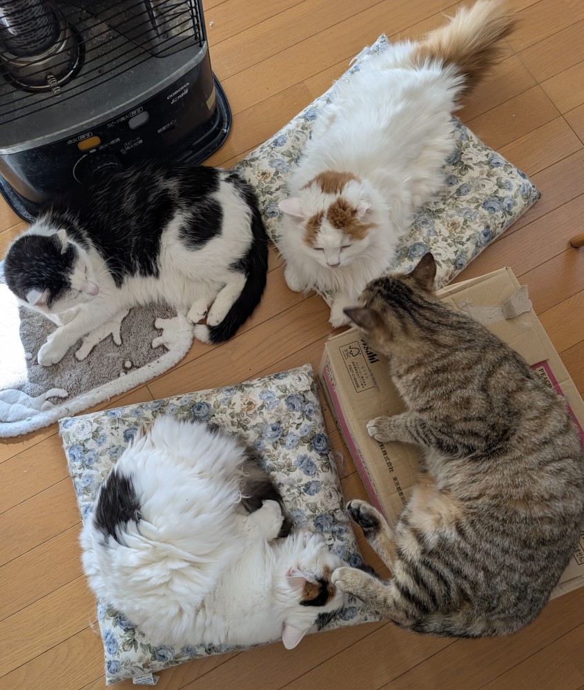 ストーブの前にいる猫たち