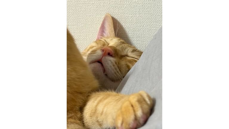 寝ている猫
