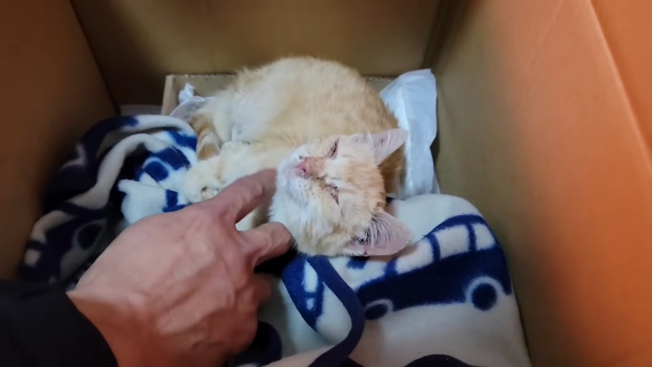 あごをなでられる子猫