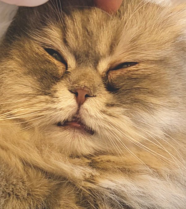 薄目を開ける猫のアップ