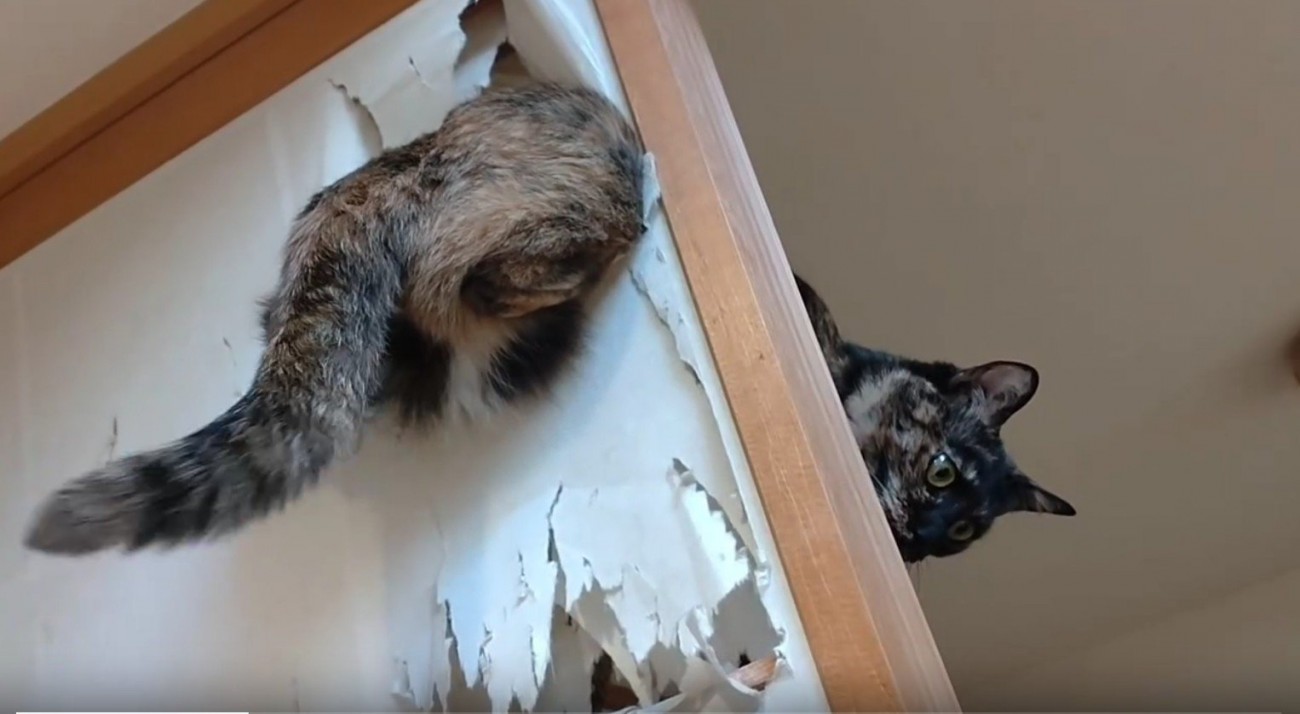 障子を突き破る猫