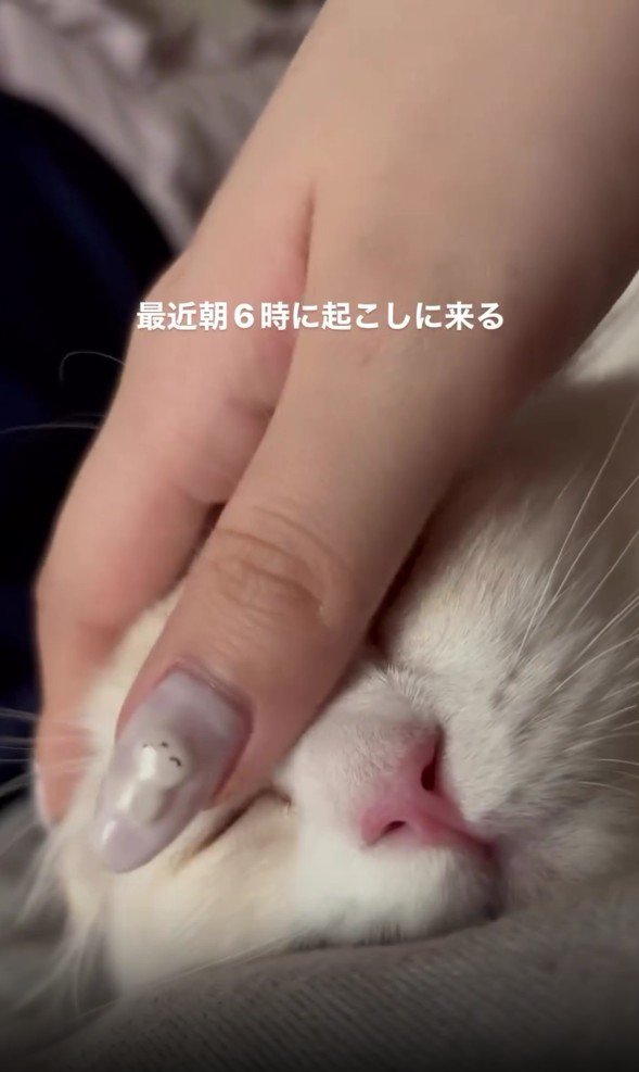 なでられている猫