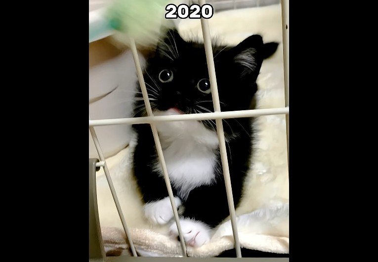 2020(少しアップ)