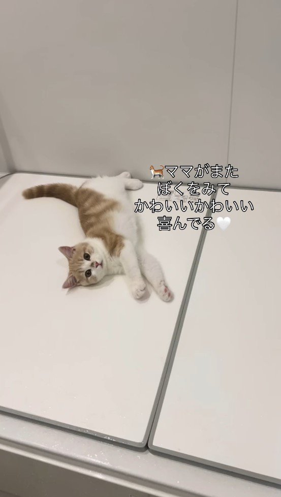 浴槽の蓋の上に寝転がって飼い主を見上げる子猫