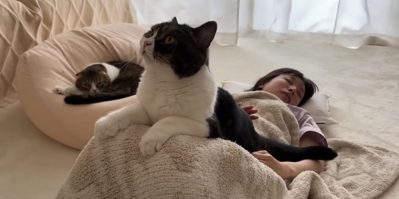 お尻を叩いてもらう猫