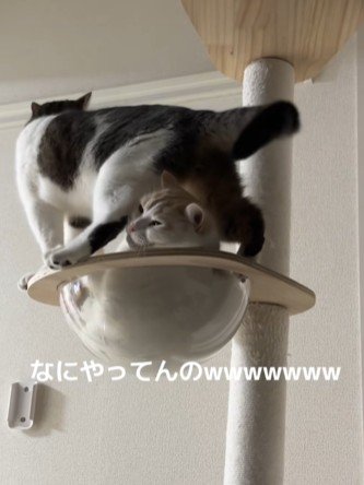 キャットタワーの上の2匹の猫