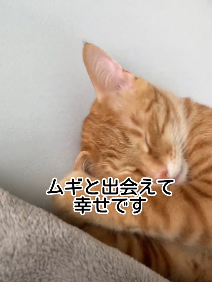 猫の寝顔