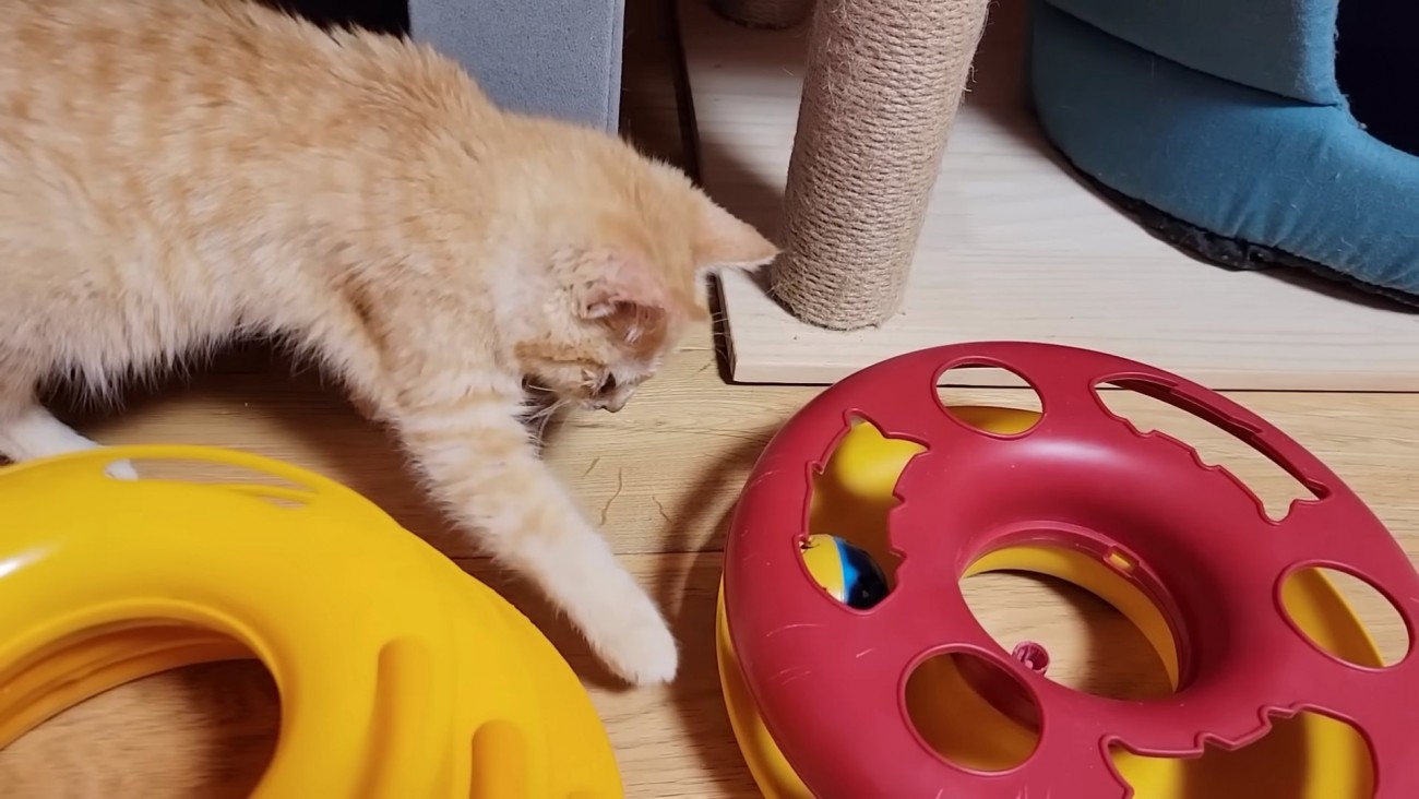 おもちゃに前足を伸ばす子猫