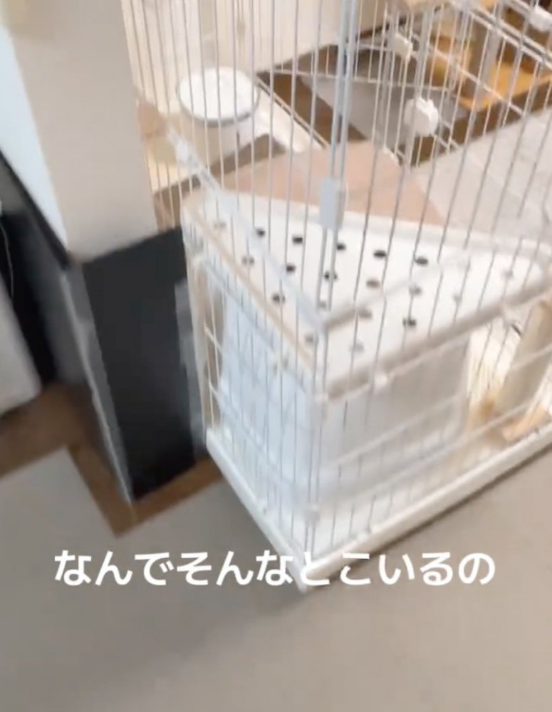 猫のケージ