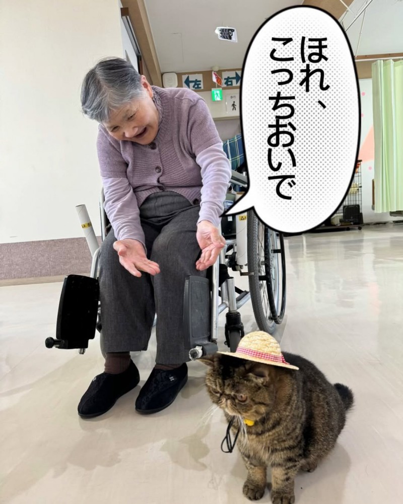 麦わら帽子をかぶる猫