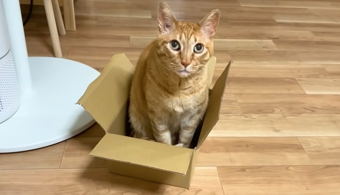 段ボール箱に入る猫