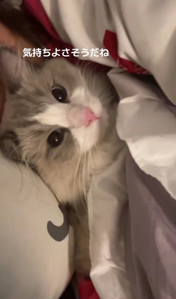 ベッドに入った猫