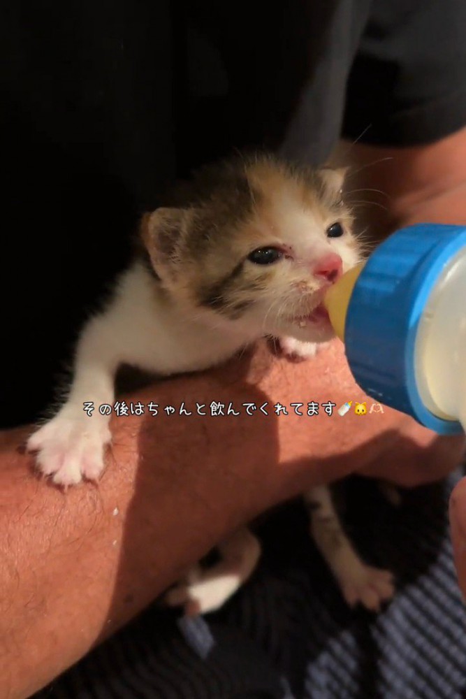 ミルクを飲む子猫