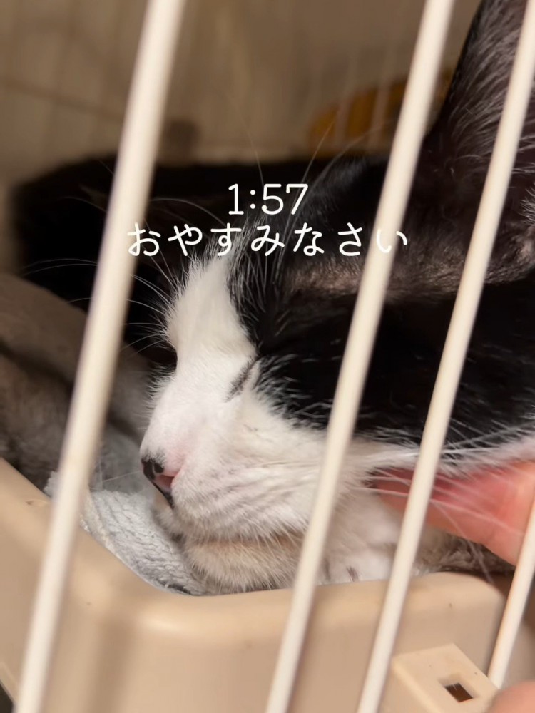 顔をなでられる猫