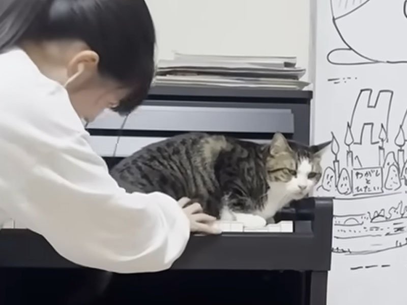 ピアノの上に座る猫