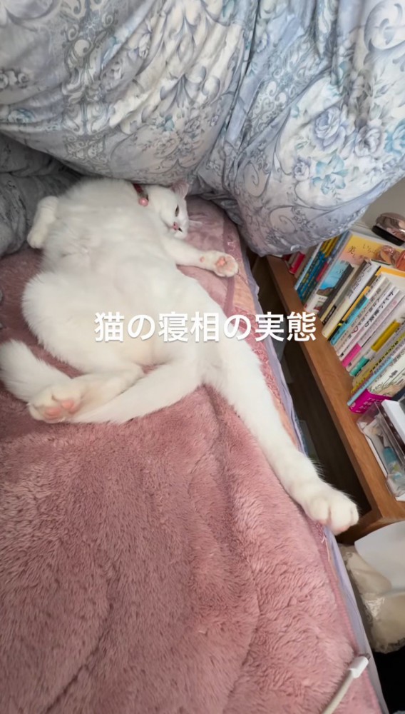 布団の下で眠っていた猫
