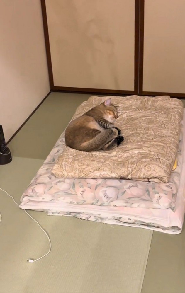 ふとんの上で寝る猫1