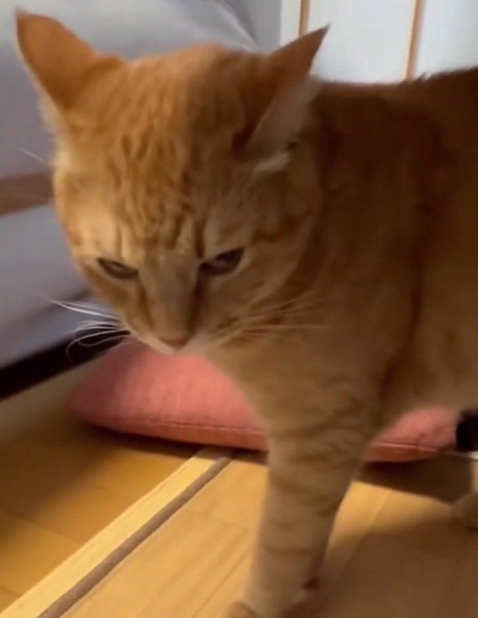 飼い主さんを睨む猫