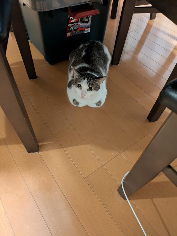 くつろぐ猫