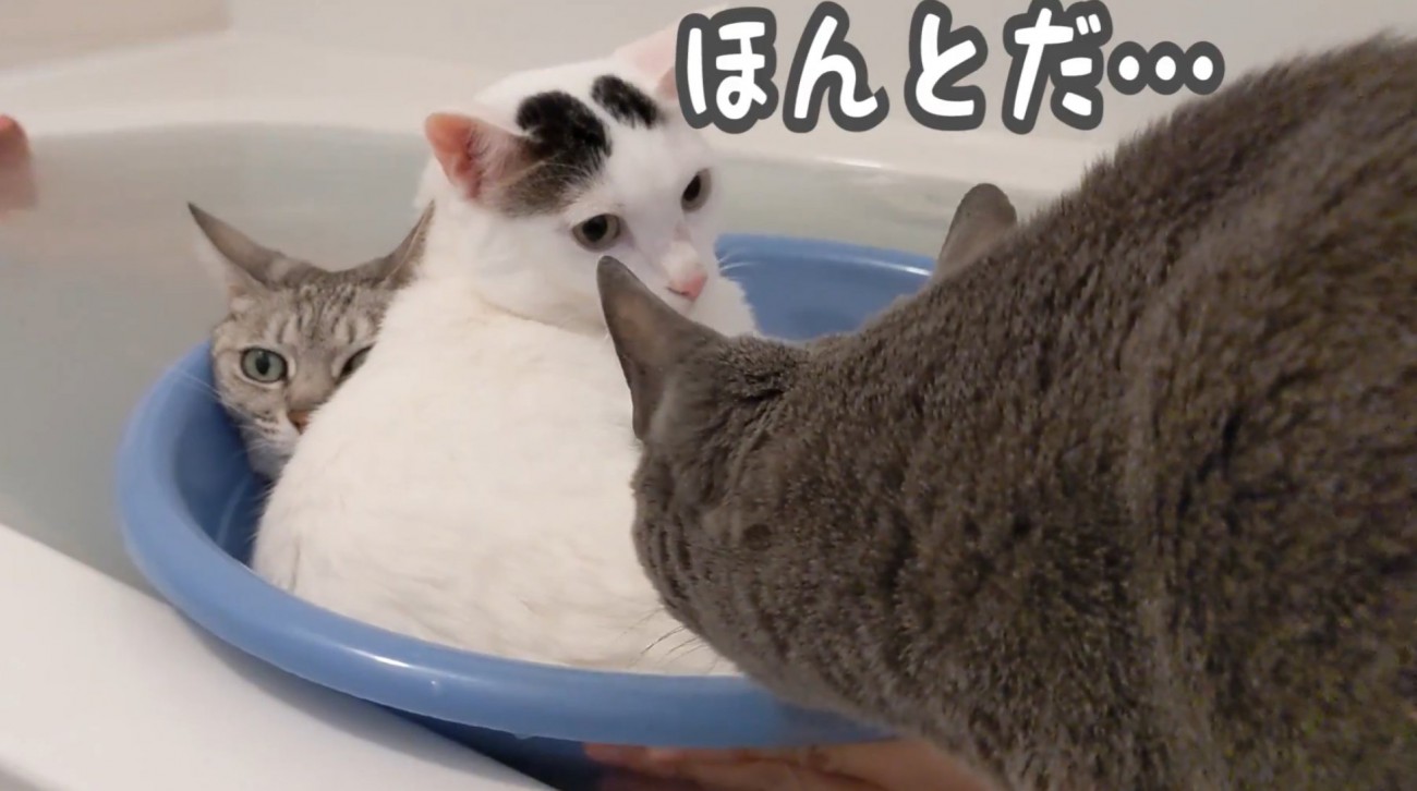 桶に入る2匹の前にいるハムちゃん