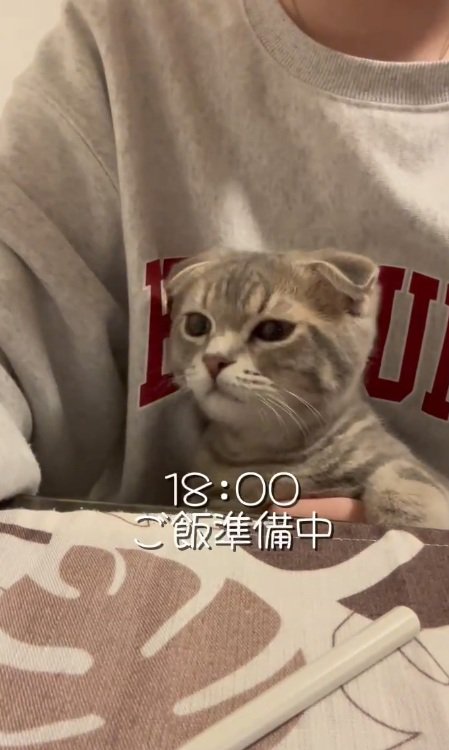 人間の膝に座っている猫