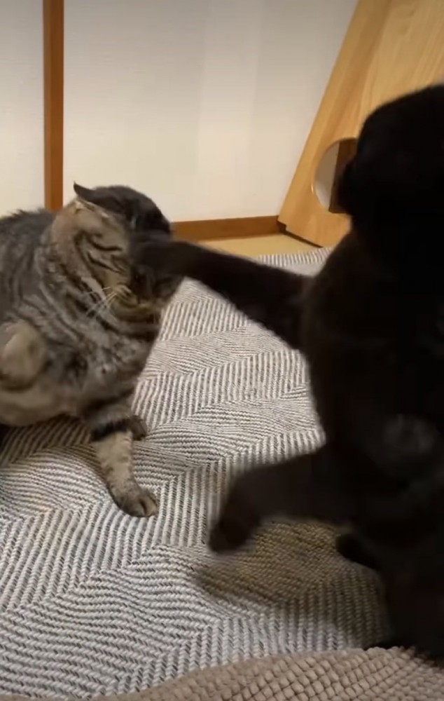 猫パンチ