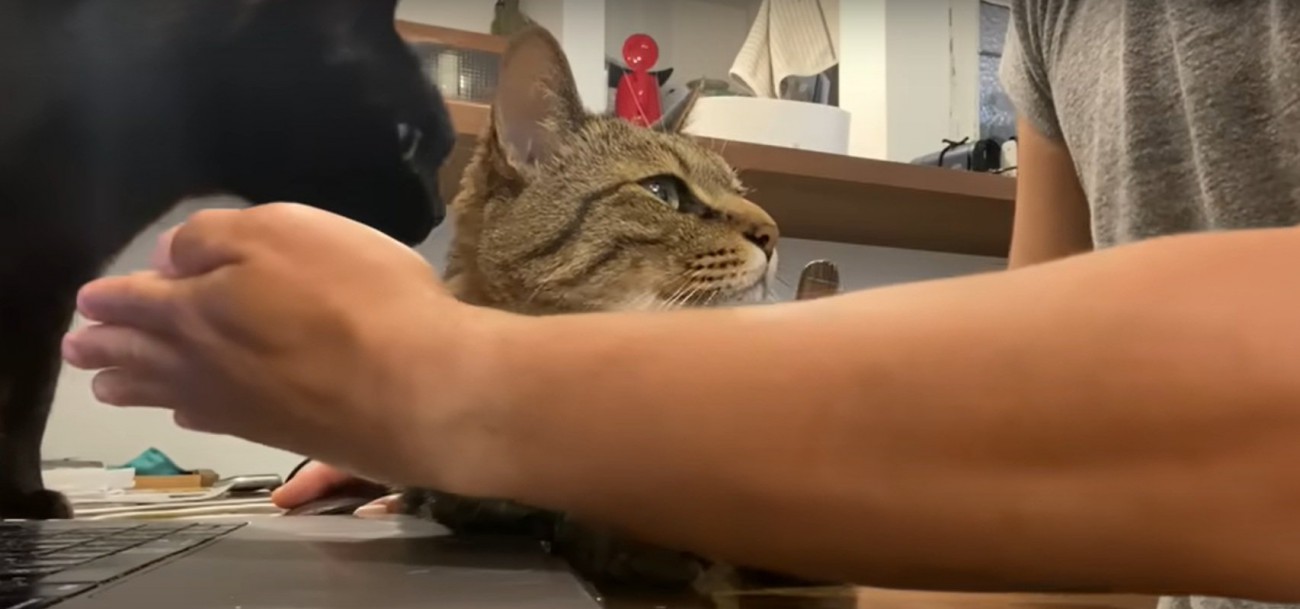 飼い主に甘える猫